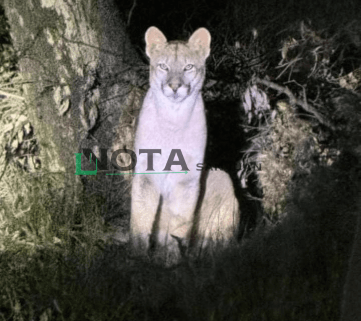 Temor en Zonda por la aparición de un puma: Ya intervienen Medio Ambiente y la Policía