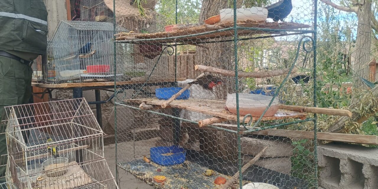 Investigación, orden judicial y rescate: Así fue el operativo ambiental en Rodeo