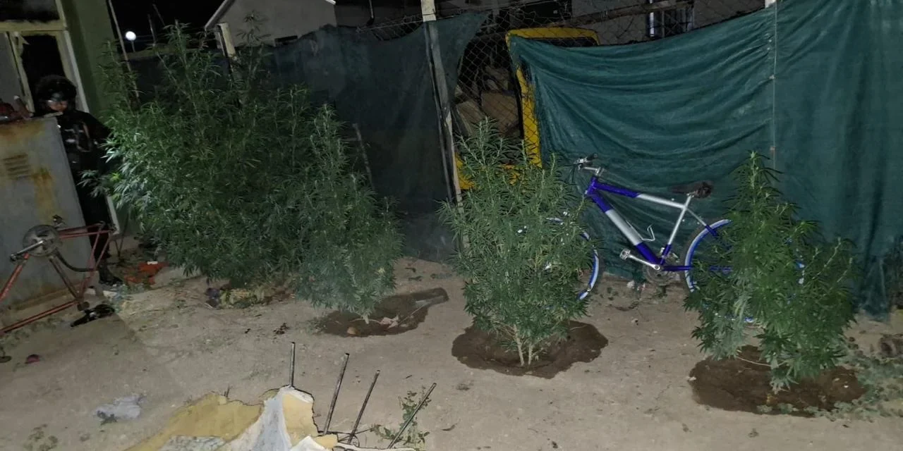 Fueron por una denuncia de violencia y terminaron secuestrando cinco plantas de marihuana