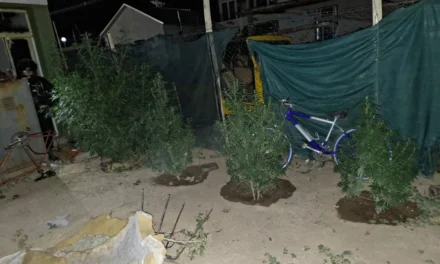 Fueron por una denuncia de violencia y terminaron secuestrando cinco plantas de marihuana