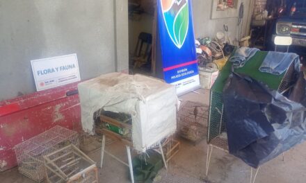 Golpe al tráfico ilegal en Rawson: Rescatan 26 cardenales amarillos y secuestran armas sin habilitación