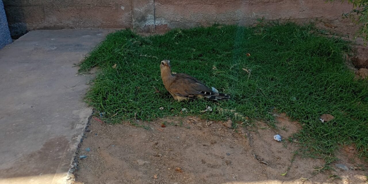 Allanamiento en Bermejo: Rescatan aves y secuestran fauna protegida