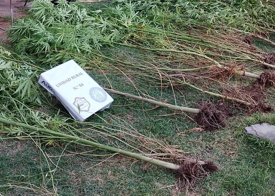 Secuestran aves autóctonas y descubren plantación de cannabis en un operativo rural en Sarmiento