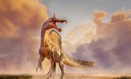 Hallan en el Sahara una nueva especie de dinosaurio con una cresta en forma de sable que se creía que habitaba cerca del agua