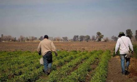 UATRE San Juan: el jornal rural supera los $44 mil, pero denuncian hasta un 75% de trabajo en negro