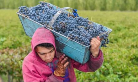 Viñateros pidieron al Gobierno intervenir para mejorar el precio de la uva