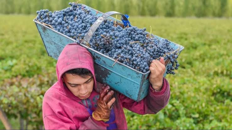 Viñateros pidieron al Gobierno intervenir para mejorar el precio de la uva