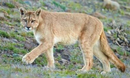 Último momento: Mirá el video del puma que apareció en el camping del Cerro Blanco