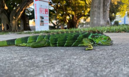 El curioso fenómeno causado por el frío extremo en EEUU