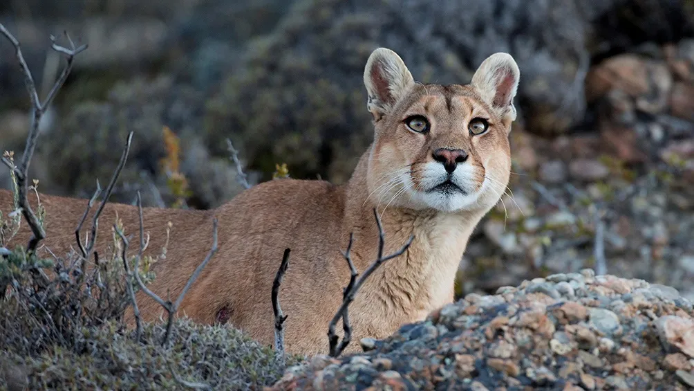 “El puma no busca atacar”: Qué hacer ante un encuentro y por qué aparecen en zonas urbanas