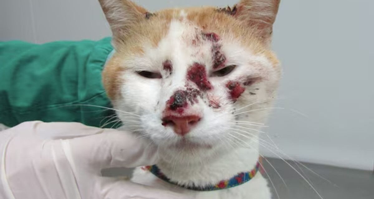 Alarma en Uruguay por la expansión de un hongo que se transmite de gatos a humanos