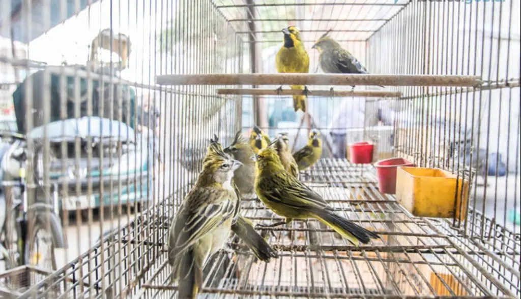 Tráfico de aves silvestres: Advierten por graves riesgos para la salud y confirman más de mil rescates en la provincia