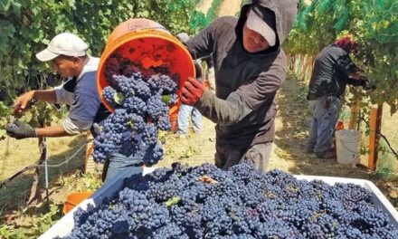 Samper advirtió que el acuerdo Mercosur–Unión Europea podría complicar al vino argentino en Brasil