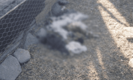 Brutal ataque en Las Flores: Una jauría ingresó a una finca y mató a todos los conejos y gallinas