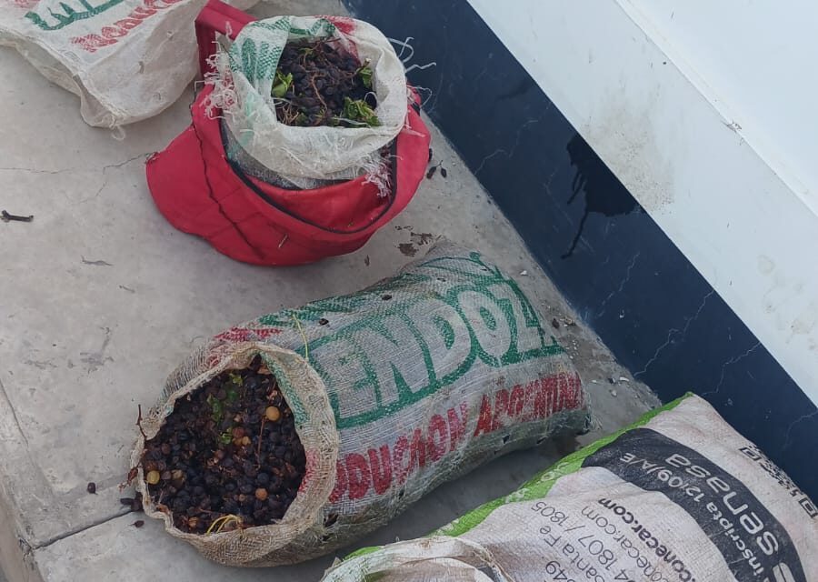 Intentaron llevarse tomates y pasas de fincas de Caucete y terminaron detenidos