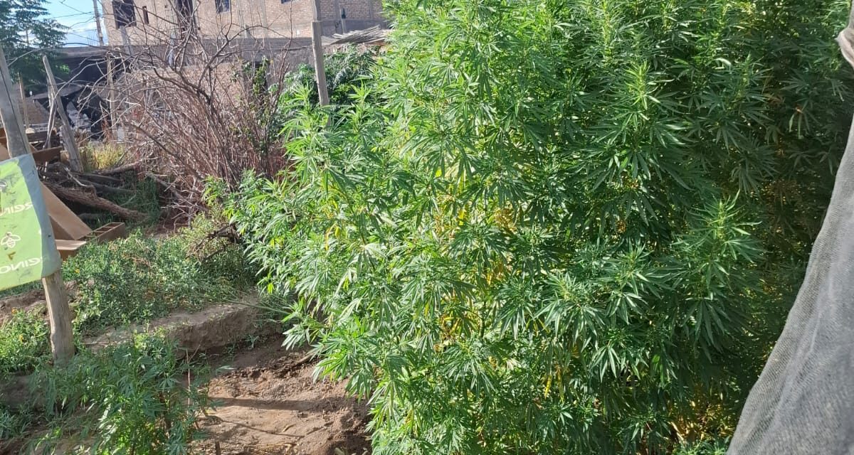 Allanamiento en Villa San Damián: secuestran 17 plantas de cannabis tras una intervención policial por un conflicto familiar