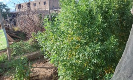 Allanamiento en Villa San Damián: secuestran 17 plantas de cannabis tras una intervención policial por un conflicto familiar