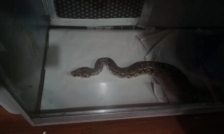 Impactante hallazgo en Capital y Pocito: Serpientes, arañas y aves en un operativo policial