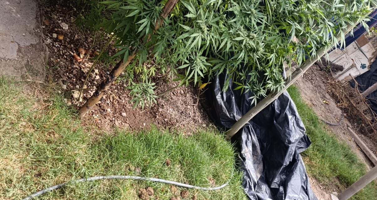 Secuestraron 17 plantas de marihuana en una casa de Las Casuarinas
