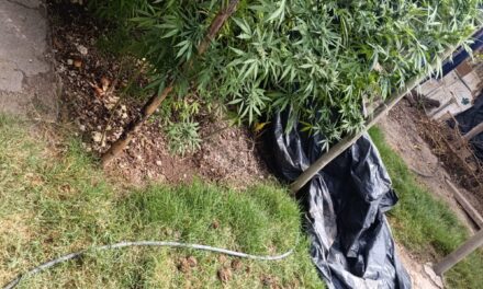 Secuestraron 17 plantas de marihuana en una casa de Las Casuarinas