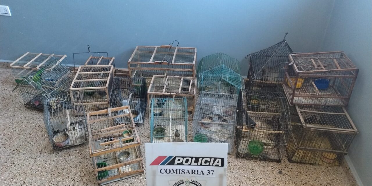 Caucete: Rescatan 17 aves silvestres que estaban en cautiverio en un barrio del departamento