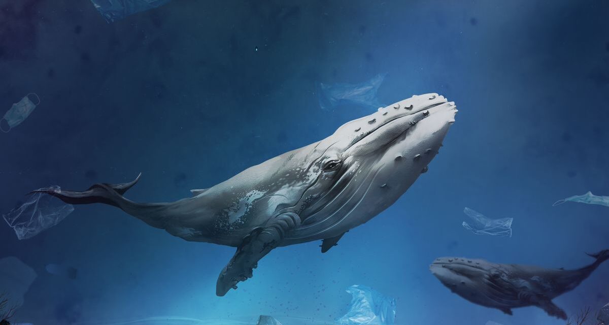 Un audio perdido de 1949 revela el canto de una ballena y abre nuevas pistas sobre como sonaba el océano