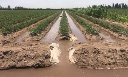 «Cortan calles y no pagan el agua»: El explosivo diagnóstico sobre el agro sanjuanino»