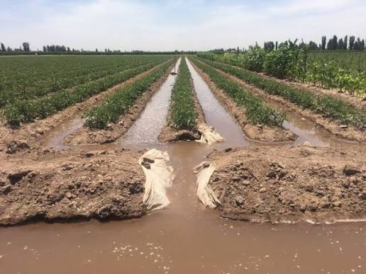 «Cortan calles y no pagan el agua»: El explosivo diagnóstico sobre el agro sanjuanino»