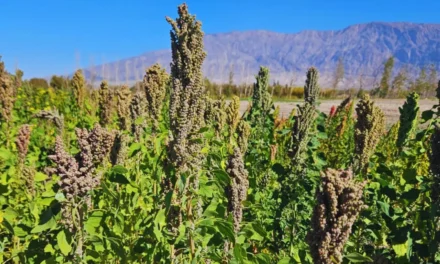 Semillas argentinas serán enviadas al espacio en un experimento internacional