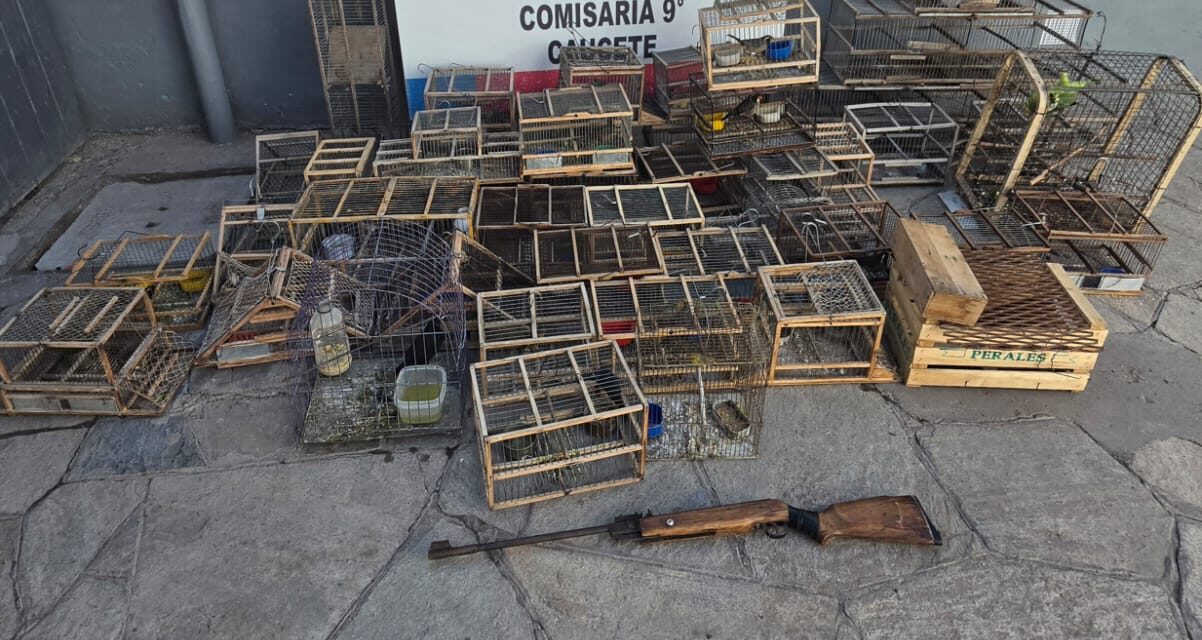 Tenían pájaros protegidos como trofeos: Ocho detenidos y 28 aves rescatadas