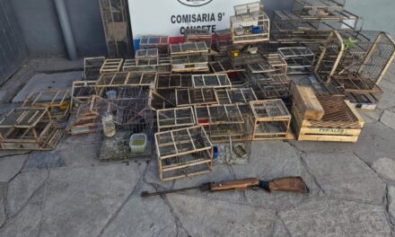 Tenían pájaros protegidos como trofeos: Ocho detenidos y 28 aves rescatadas
