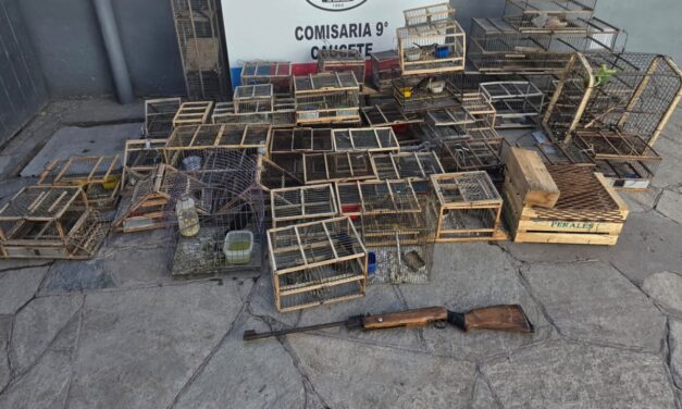 Tenían pájaros protegidos como trofeos: Ocho detenidos y 28 aves rescatadas