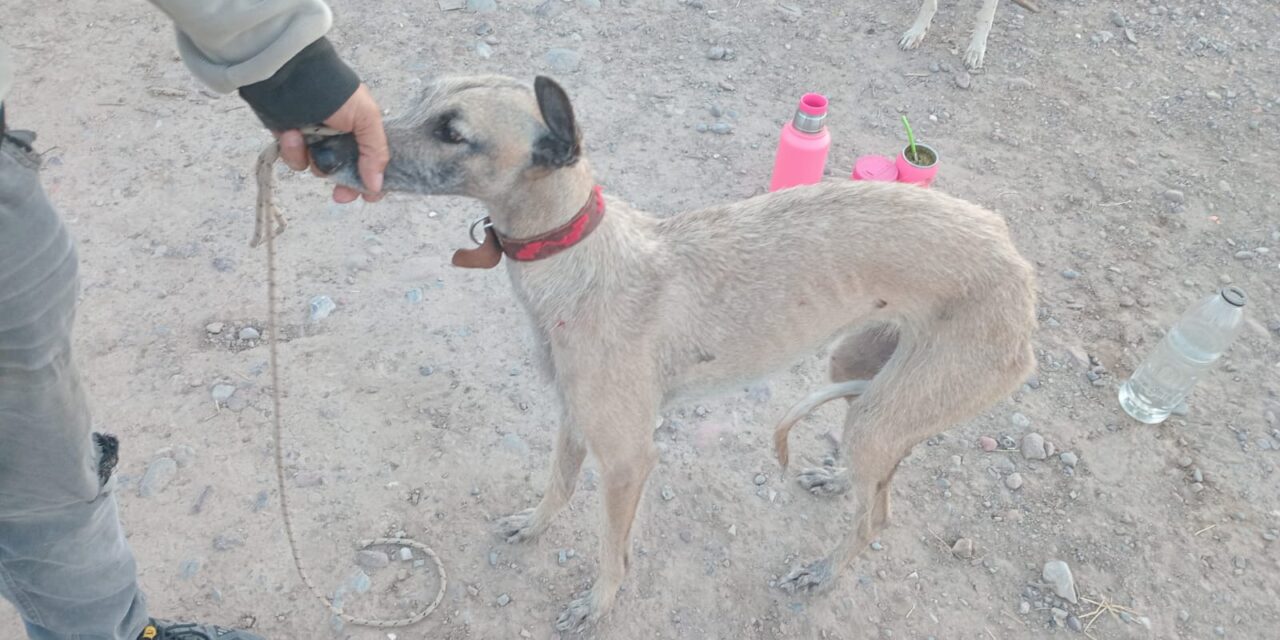 Interceptan a cazadores furtivos en Villicum: Iban con cinco galgos en una finca privada