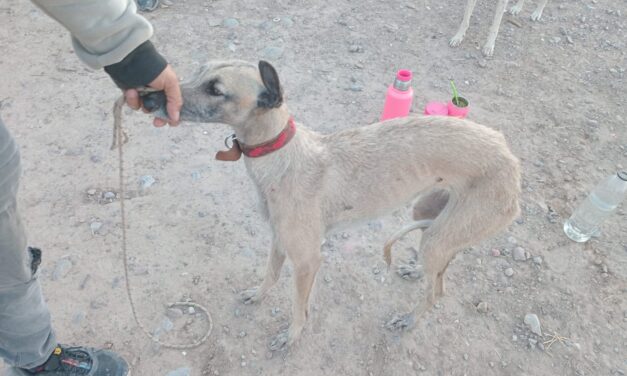 Interceptan a cazadores furtivos en Villicum: Iban con cinco galgos en una finca privada