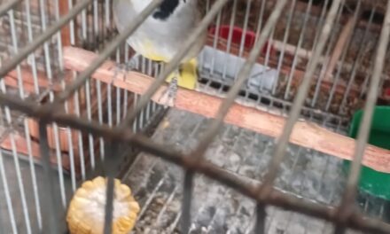 Golpe a la venta ilegal de fauna en Caucete: Rescatan aves autóctonas y secuestran decenas de jaulas