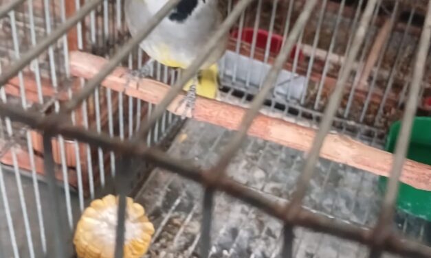 Golpe a la venta ilegal de fauna en Caucete: Rescatan aves autóctonas y secuestran decenas de jaulas