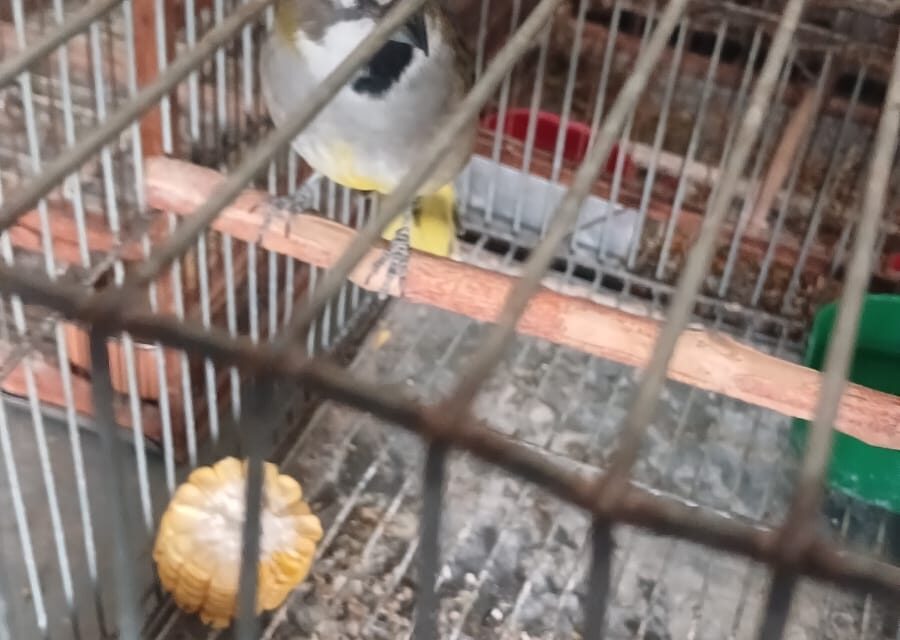 Golpe a la venta ilegal de fauna en Caucete: Rescatan aves autóctonas y secuestran decenas de jaulas