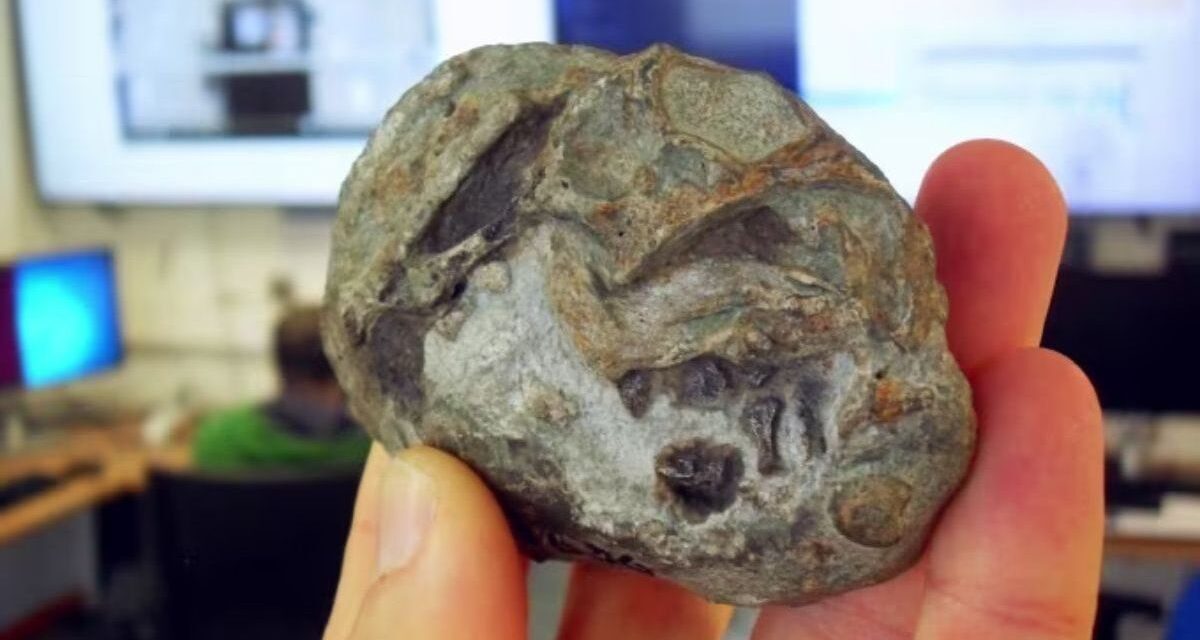 Un fósil de 250 millones de años demostró que los ancestros de los mamíferos ponían huevos