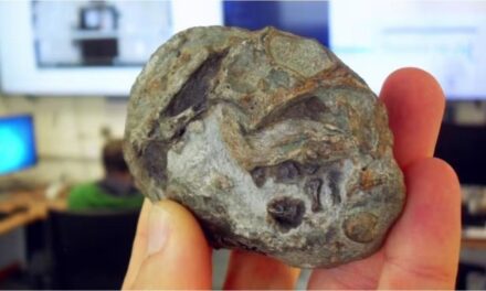 Un fósil de 250 millones de años demostró que los ancestros de los mamíferos ponían huevos