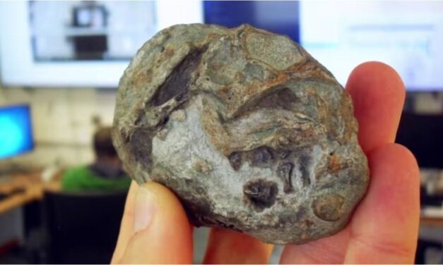 Un fósil de 250 millones de años demostró que los ancestros de los mamíferos ponían huevos