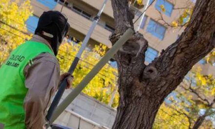 Poda, mantenimiento y seguridad: Capital intensifica trabajos en el arbolado público