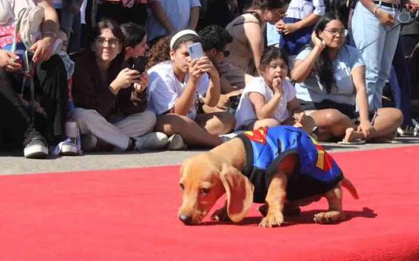 Convocan a participar del Gran Desfile de Mascotas en Santa Lucía