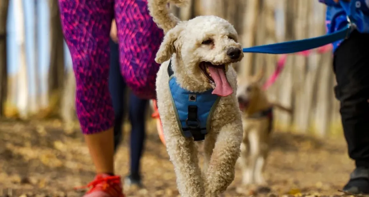 Chimbas celebra el Día del Animal con desfile, concursos y servicios gratuitos