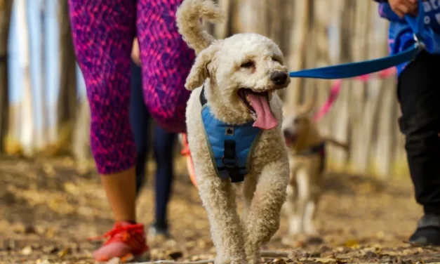 Chimbas celebra el Día del Animal con desfile, concursos y servicios gratuitos