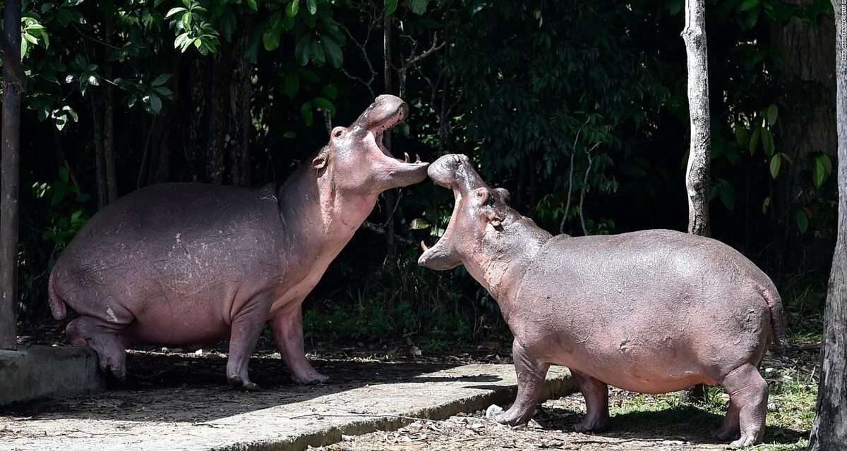 Un multimillonario indio quiere rescatar a los hipopótamos de Pablo Escobar y llevarlos a la India
