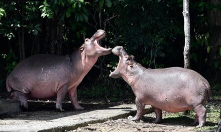 Un multimillonario indio quiere rescatar a los hipopótamos de Pablo Escobar y llevarlos a la India