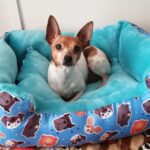 Tu perro puede tener el colesterol alto y así debés evitarlo