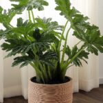 las 3 plantas ideales para el invierno que casi no necesitan cuidados