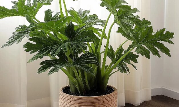 las 3 plantas ideales para el invierno que casi no necesitan cuidados