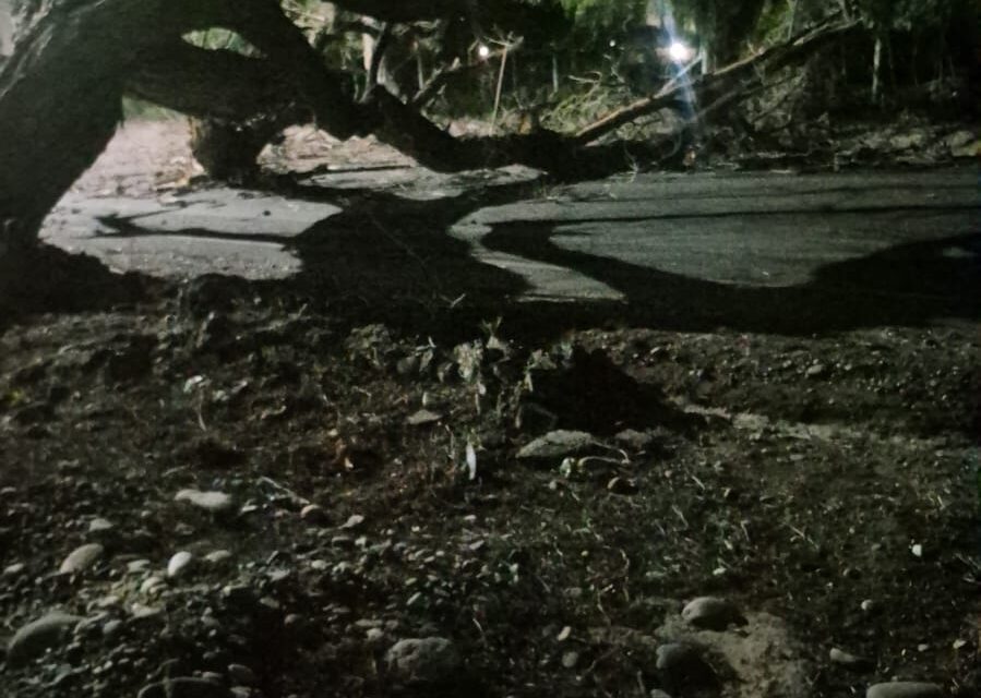 Caos por el Zonda: Un árbol cayó sobre avenida Benavídez en la zona del Penal de Chimbas